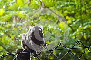 Small monkey popularly known as White-Tailed Sagittarius