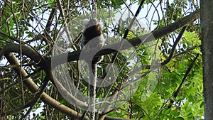 Small monkey popularly known as White-Tailed Sagittarius, Callithrix jacchus, in an area of Atlantic Forest