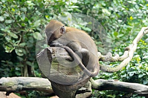 Small monkey resting on a tree branch