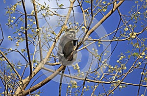 Small Monkey, Selous Game Reserve, Tanzania photo