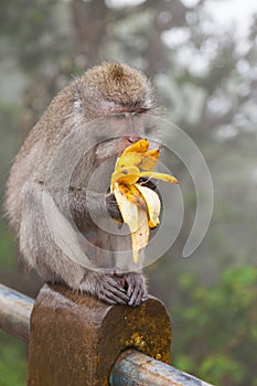 Small monkey sitting on a pole