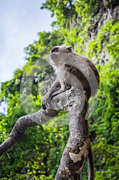 Small monkey sitting on a tree branch on a Monkey Beach in Thailand, green trees and blue sky in the background