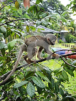 a small monkey sitting on a tree branch