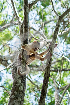 Small Monkey on tree in Amazon Forest