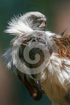 Small monkeys cotton-top tamarin