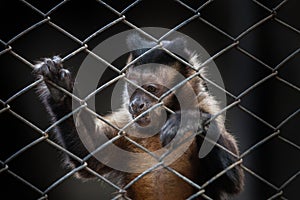 Small monkeys were kept in a cage in zoo