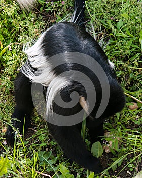 Small monkye playing on the green grass on his yard