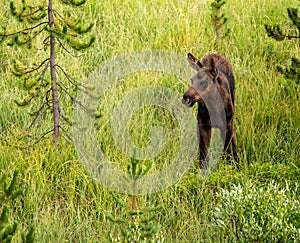 Small Moose Calf Standing In Tall Grass Looks To The Left