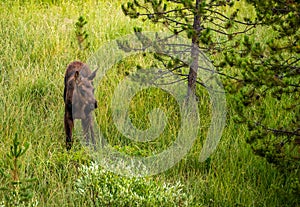 Small Moose Calf Standing In Tall Grass Looks To The Right