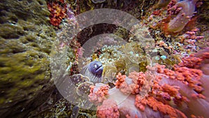 A small moray eel with a blue head at a beautiful tropical coral reef in Gato Island, Malapascua, Philippines. These