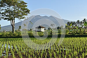 Small mosque in the middle of rice fields and the background of Mount Galunggung, Tasik Malaya, West Java