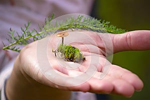a small moss lying on the palm