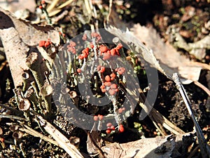 Small moss and old leaves in spring swamp, Lithuania