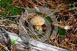 Small mossiness mushroom.