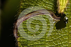 Small Moth Caterpillar photo