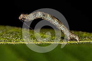 small moth larva