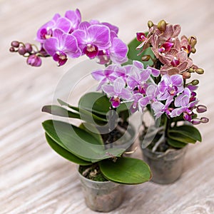 Small Moth orchids, Phalaenopsis