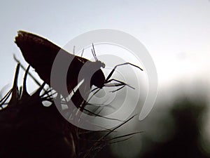 small moth on a plant at dusk