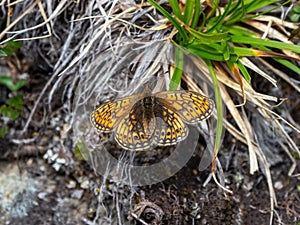 Small mother of pearl butterfly Boloria eunomia on dry grass, close up