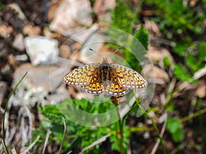 Small mother of pearl butterfly Boloria eunomia sit on green grass, close up