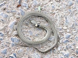 Cub snake Natrix natrix on the road photo