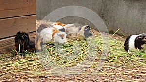 Small, mottled and otherwise colored Cavia porcellus enjoys its hearty lunch in the form of the freshest grass and hay. Vegetarian