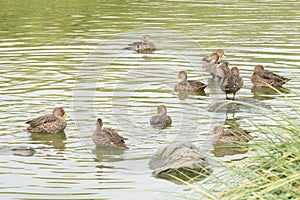 Small, mottled, predominantly brown Sharp-tailed Ducks (Anas georgica) swim in the water of a lake on South Georgia