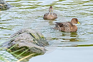 Small, mottled, predominantly brown Sharp-tailed Ducks (Anas georgica) swim in the water of a lake on South Georgia