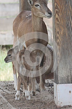 a small mouflon with his mother