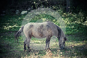 Small mountain domestic horse graze on pasture