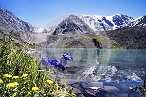 Small mountain lake with blooming flowers on foreground.Beautiful summer landscape of the Altai mountains and lakes with blooming