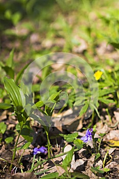 A small mountain purple flower