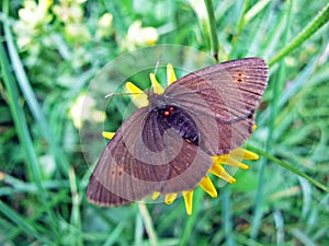 The small mountain ringlet butterfly or mountain ringlet Erebia epiphron or Der Knochs Mohrenfalter Schmetterling