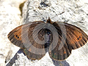 The small mountain ringlet butterfly or mountain ringlet Erebia epiphron or Der Knochs Mohrenfalter Schmetterling