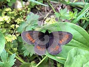 The small mountain ringlet butterfly or mountain ringlet Erebia epiphron or Der Knochs Mohrenfalter Schmetterling