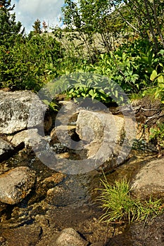 A small mountain river, bending around the stones, flows through thickets of tall bushes