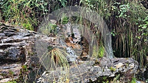 small mountain river with crystal clear water. Water flows over the stream