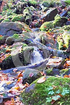 A small mountain river. Forest source of water. The mountain river.