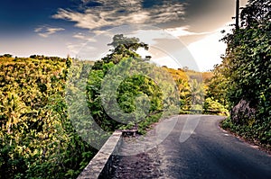 small mountain road in a tropical forest surrounded by palm trees