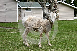 Small Mountain Sheep