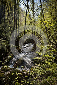 Small mountain stream