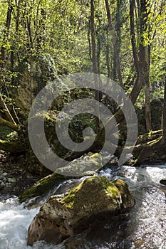 Small mountain stream