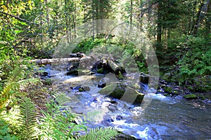 A small mountain stream, a cascade of waterfalls flowing through the Matins coniferous forest
