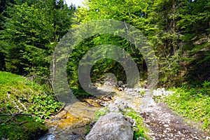 A small mountain stream flows high in the mountains in the forest