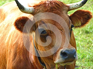 animal portrait of a light brown dairy cow 1 photo