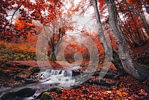 Red Foggy Thicket. Scenic Misty Forest Autumn Landscape. Beautiful Stream In The Forest With Red Foliage.Trees With Red Leaves.Sto photo