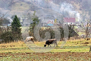 A small mountain village on the slopes of the mountains. Fog. Two cows graze on the lawn.