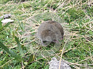 A small mouse found in the andean highlands in ecuador