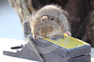 Small mouse sits on a mousetrap