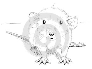 Small mouse sketch